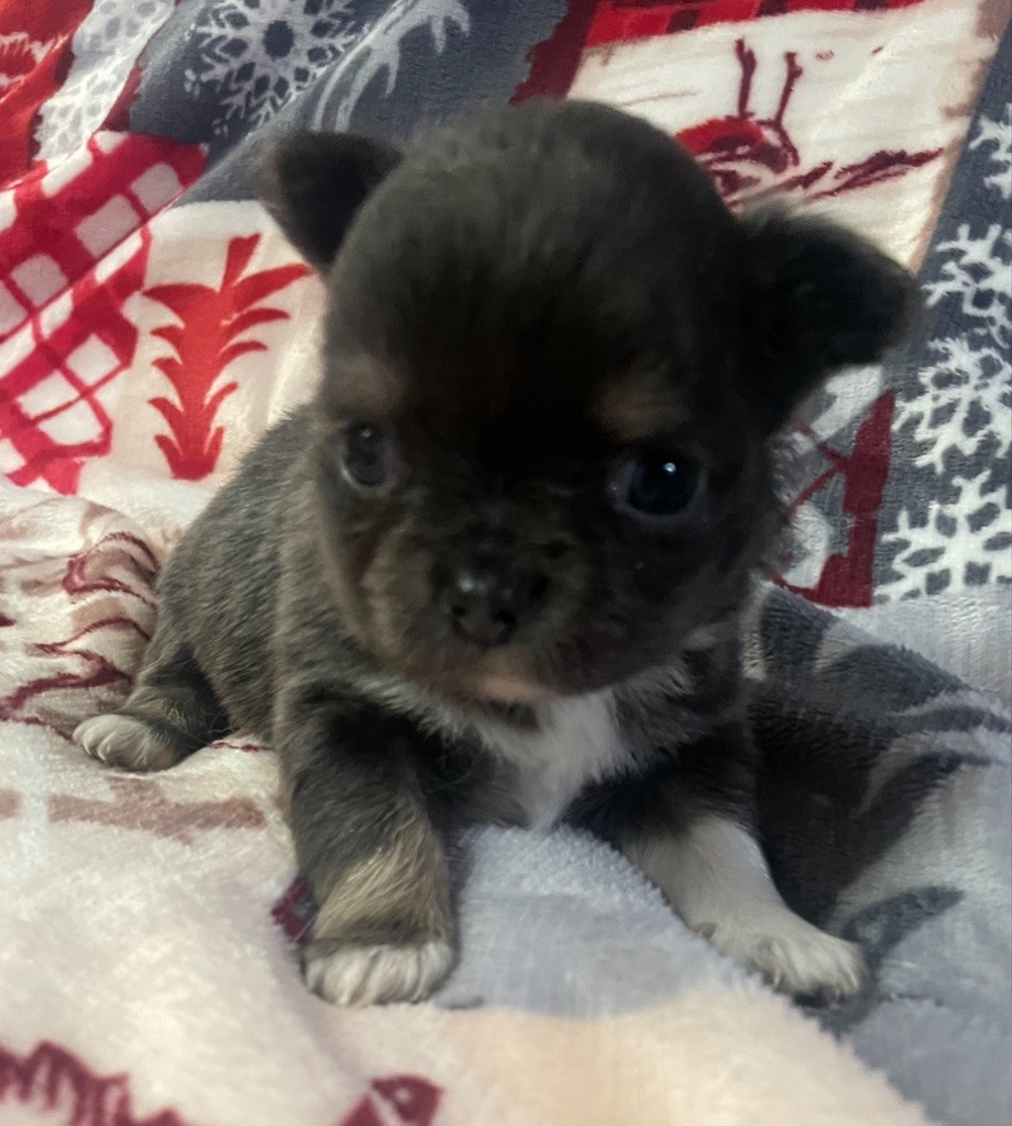 Du Croc Mignon De La Grotte - Chiot disponible  - Chihuahua