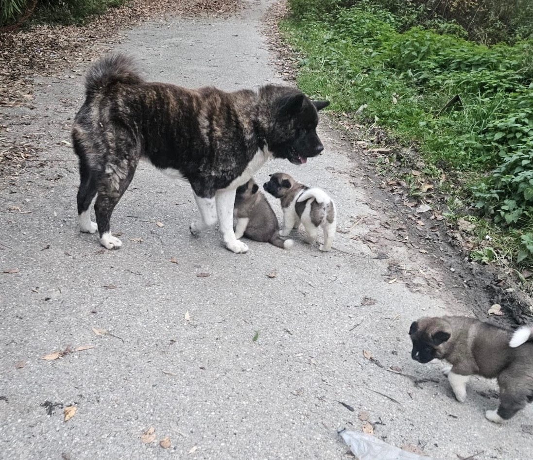 Satanas (Sans Affixe)