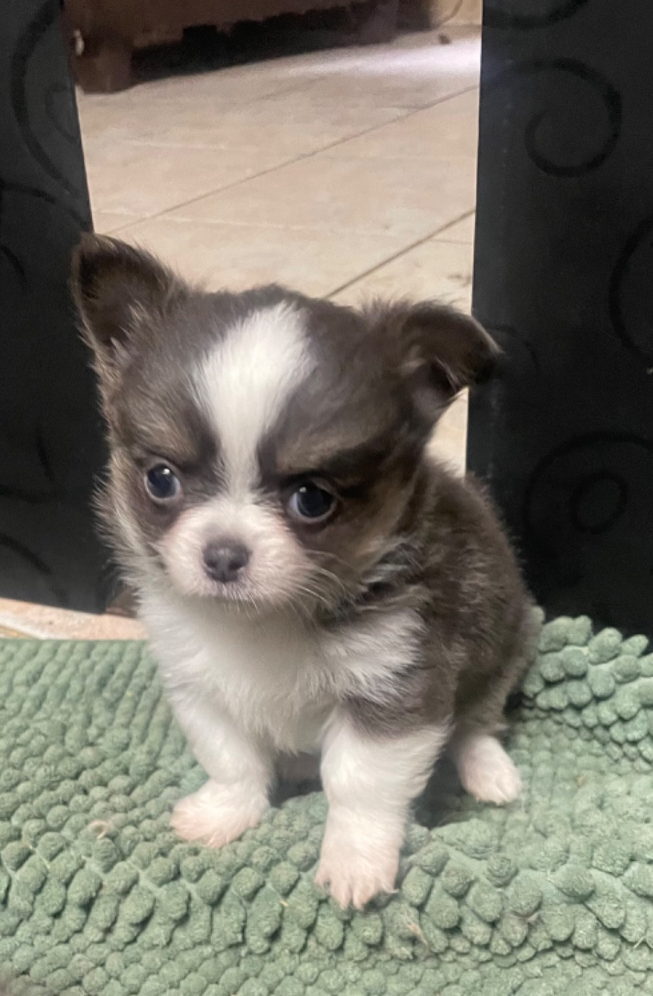 Du Croc Mignon De La Grotte - Chiots disponibles - Chihuahua