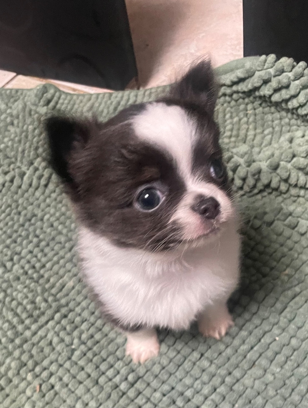 Du Croc Mignon De La Grotte - Chiots disponibles - Chihuahua