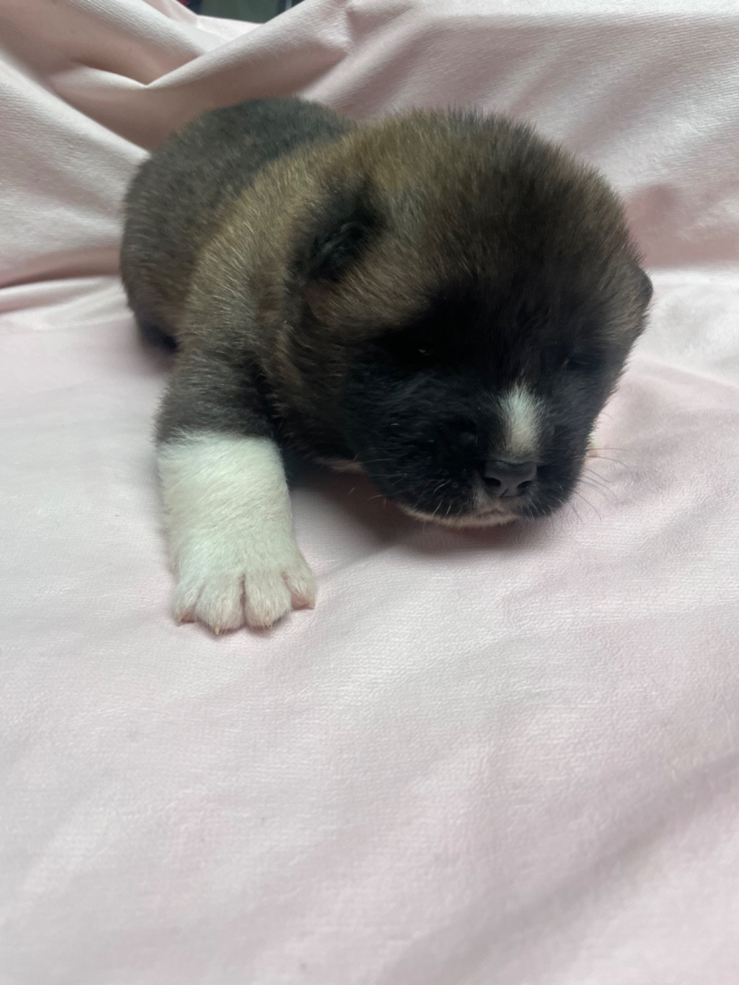 Du Croc Mignon De La Grotte - Chiots disponibles - Akita americain