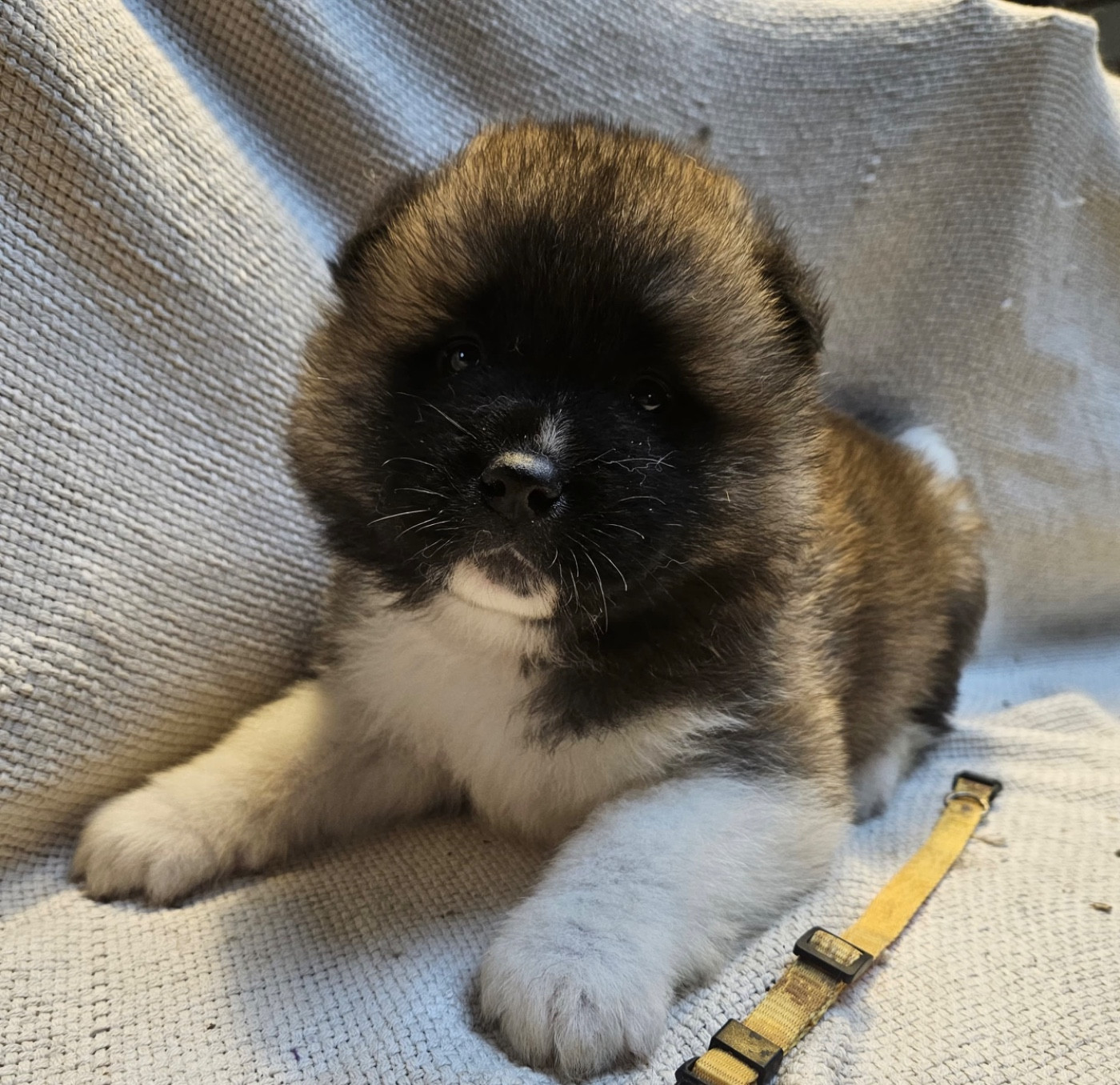 Du Croc Mignon De La Grotte - Chiots disponibles - Akita americain
