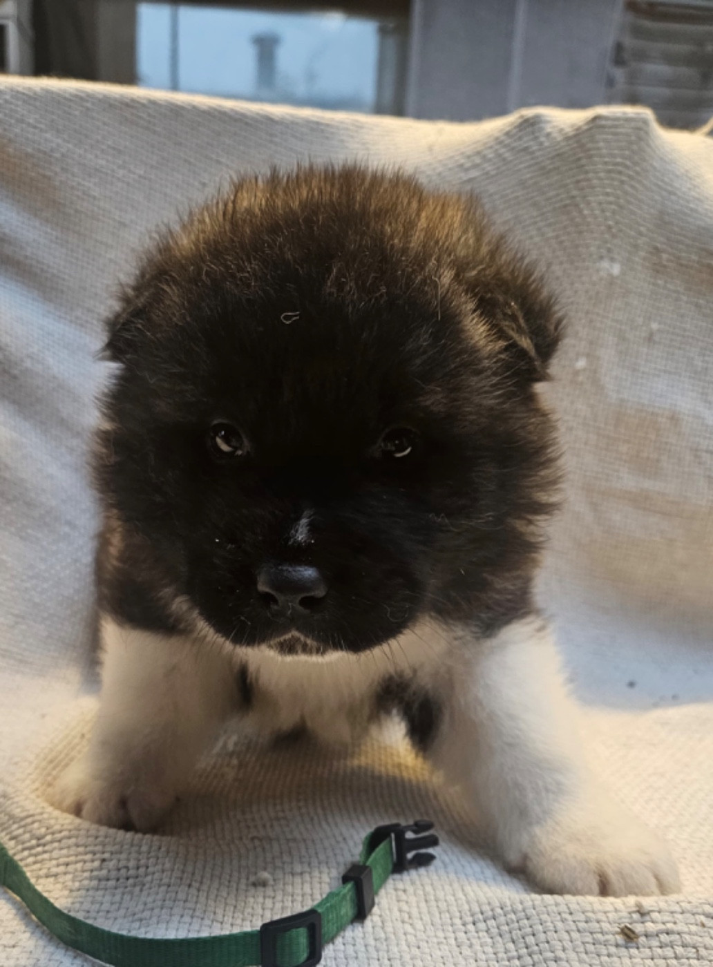 Du Croc Mignon De La Grotte - Chiots disponibles - Akita americain