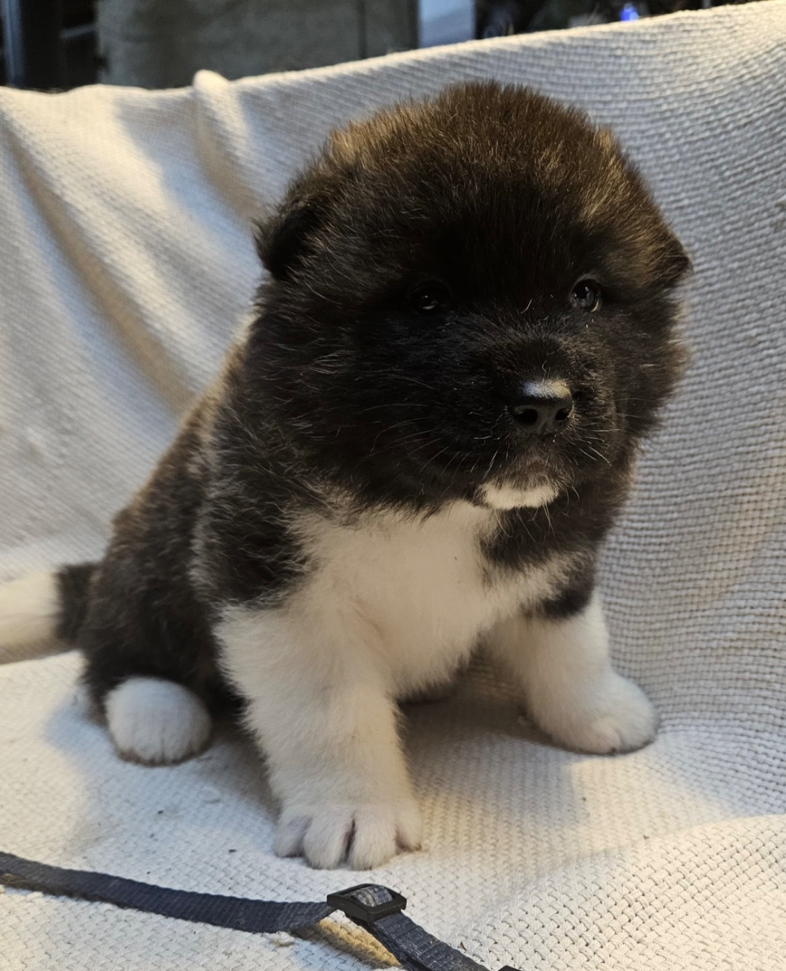 Du Croc Mignon De La Grotte - Chiots disponibles - Akita americain