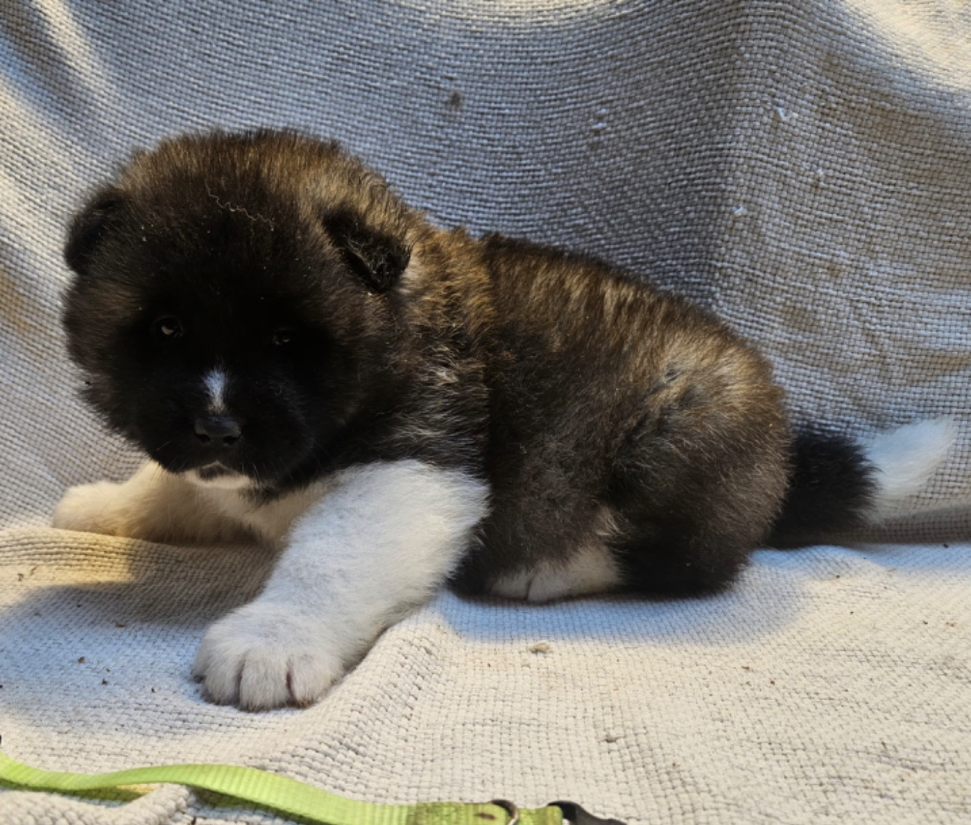 Du Croc Mignon De La Grotte - Chiots disponibles - Akita americain