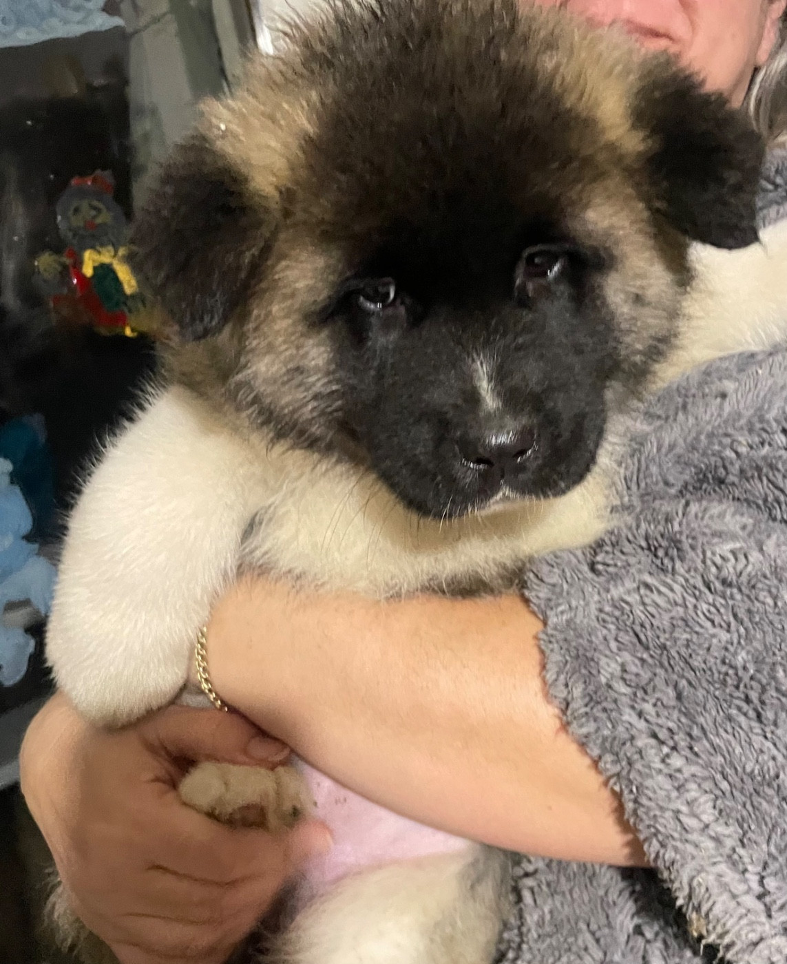 Du Croc Mignon De La Grotte - Chiots disponibles - Akita americain