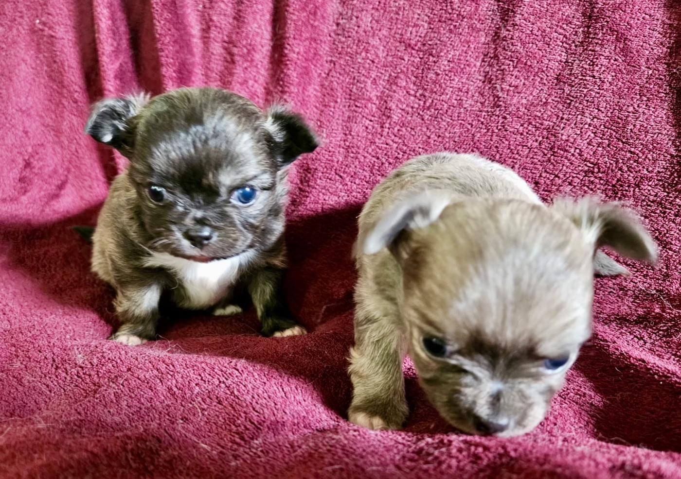 Du Croc Mignon De La Grotte - Chiots disponibles - Chihuahua