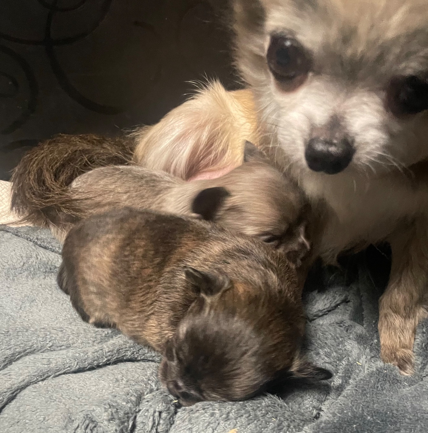 Du Croc Mignon De La Grotte - Chihuahua - Portée née le 03/01/2026