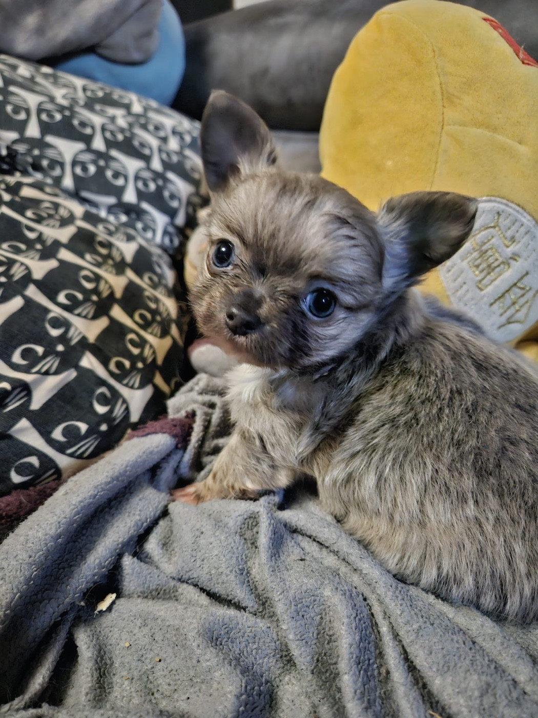 Du Croc Mignon De La Grotte - Chiots disponibles - Chihuahua