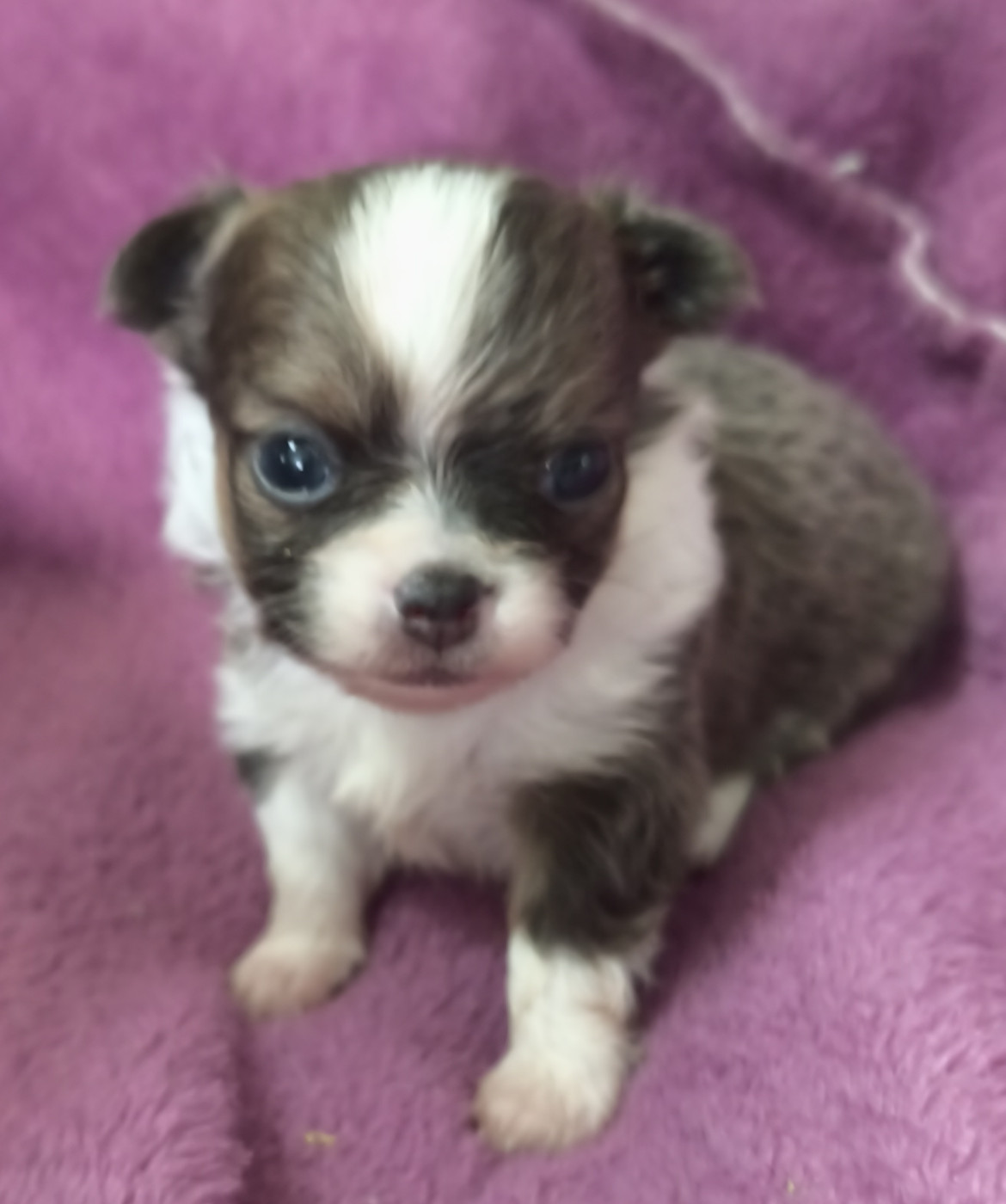 Du Croc Mignon De La Grotte - Chiots disponibles - Chihuahua