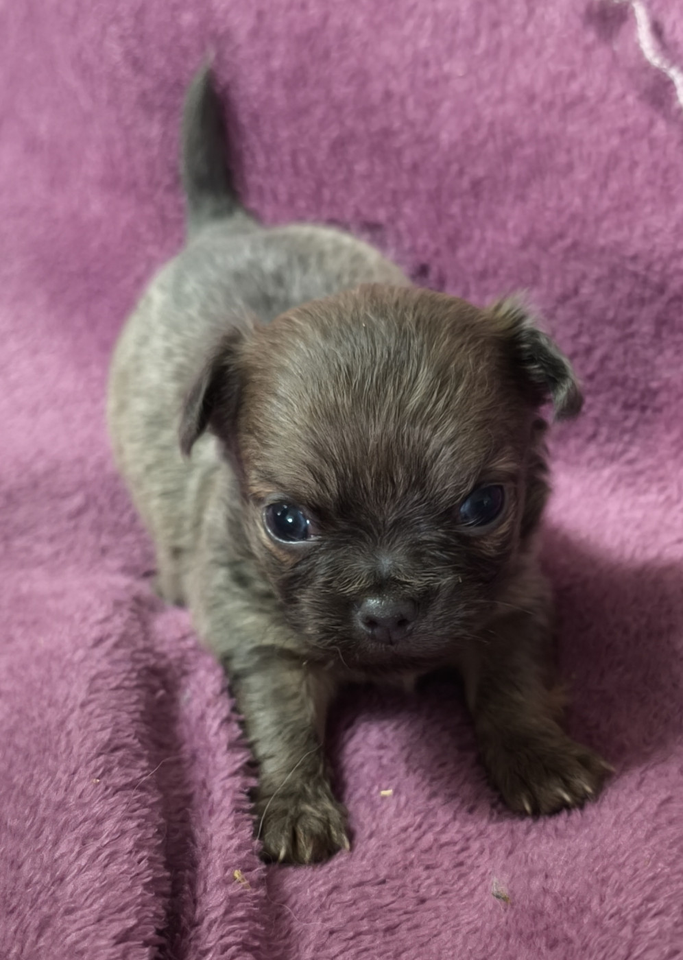 Du Croc Mignon De La Grotte - Chiots disponibles - Chihuahua