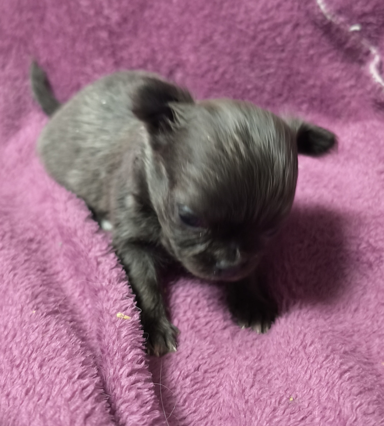 Du Croc Mignon De La Grotte - Chiots disponibles - Chihuahua