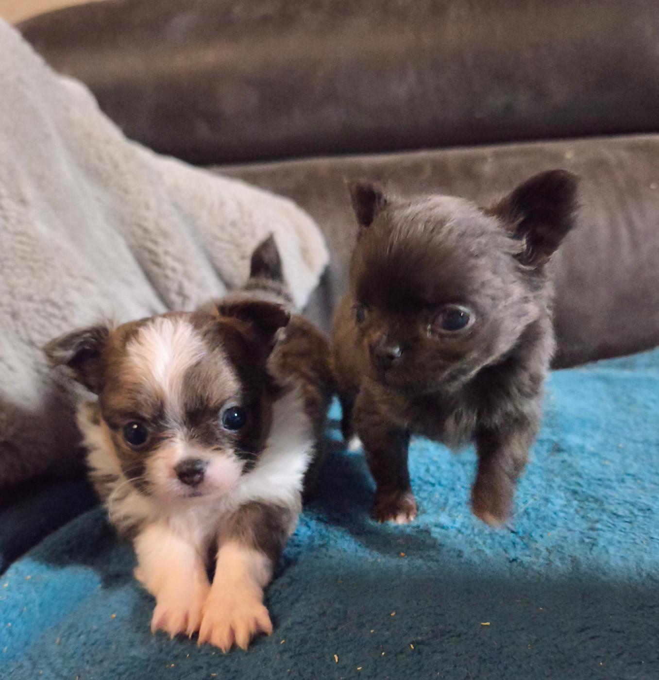 Du Croc Mignon De La Grotte - Chiots disponibles - Chihuahua