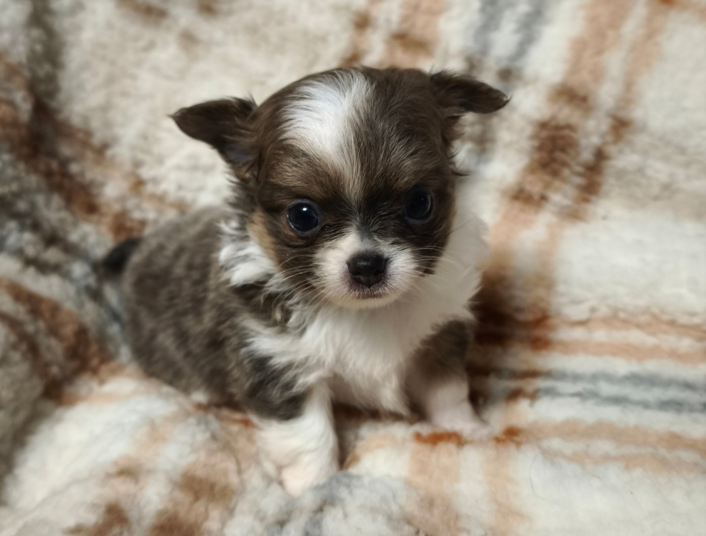 Du Croc Mignon De La Grotte - Chiots disponibles - Chihuahua