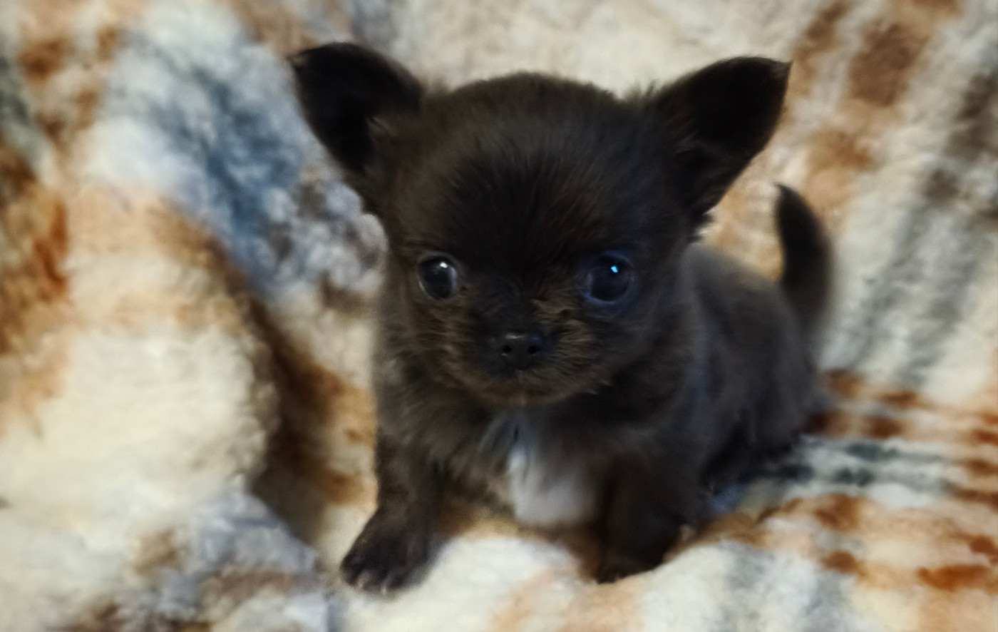 Du Croc Mignon De La Grotte - Chiots disponibles - Chihuahua