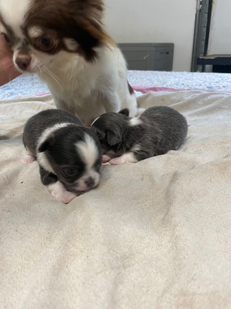 Chiot Chihuahua Du Croc Mignon De La Grotte