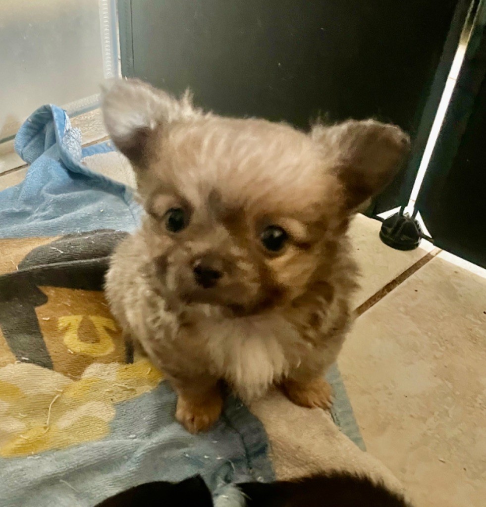 Du Croc Mignon De La Grotte - Chiots disponibles - Chihuahua