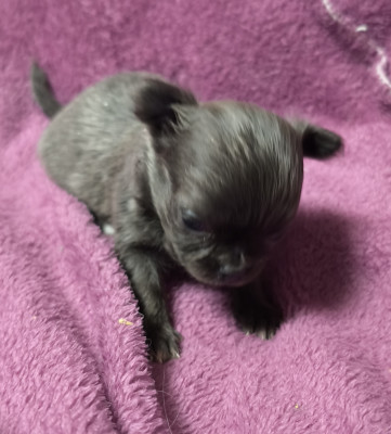 Chiot N°3
