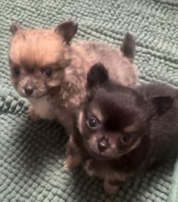 CHIOT 2
