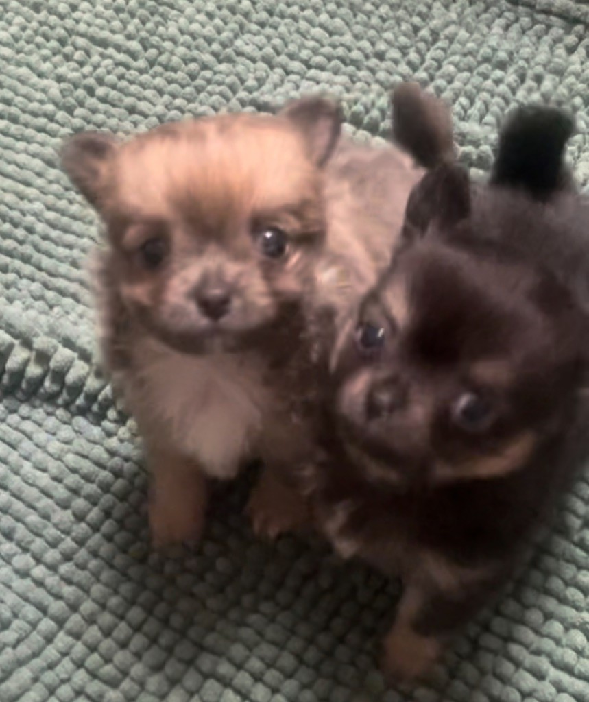 Chiot Chihuahua Du Croc Mignon De La Grotte