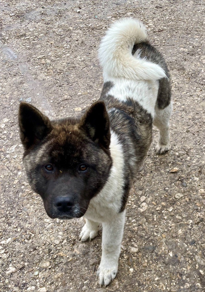 Du Croc Mignon De La Grotte - Chiots disponibles - Akita americain