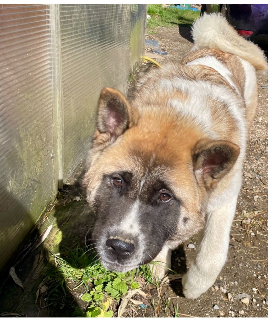 Du Croc Mignon De La Grotte - Chiots disponibles - Akita americain