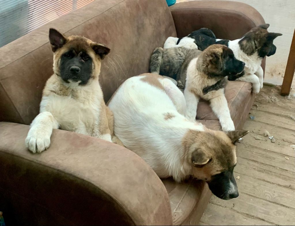 Chiot Akita americain Du Croc Mignon De La Grotte